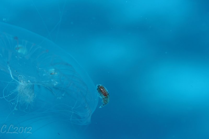 Aequorea sp. con ospiti
